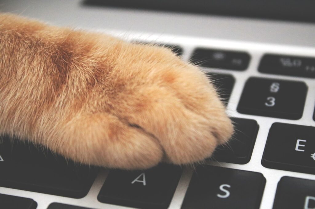 gato en teclado